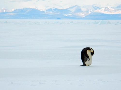 Emperor Penguin