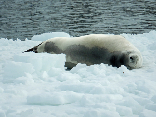 Terra Nova Bay Seal