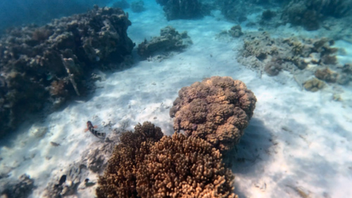 Bali Barat Snorkel