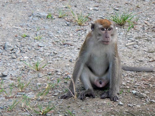 Pulau Ubin inhabitant