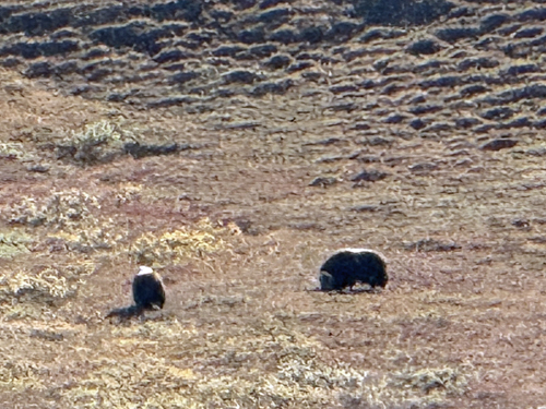 Musk Ox
