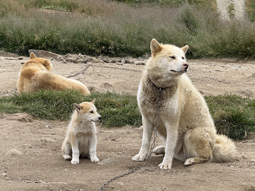 Greenland Huskies