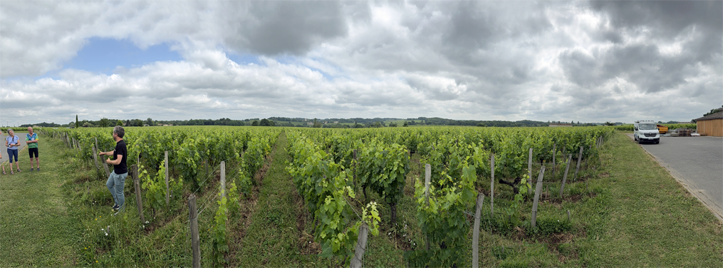 Vineyard