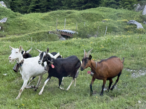 Grindelwald Goats