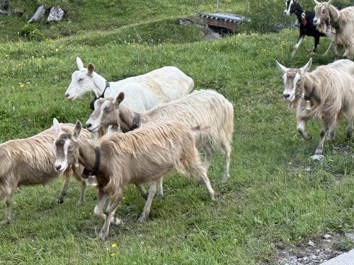 Grindelwald Goats