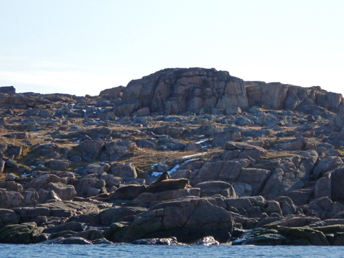 Walrus - Bethune Inlet