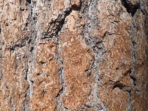 Bark